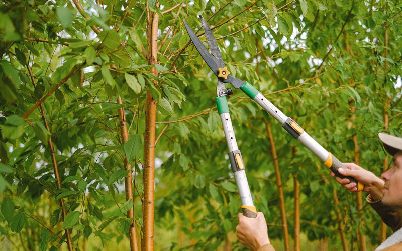 Tree trimming in Dexter, OR